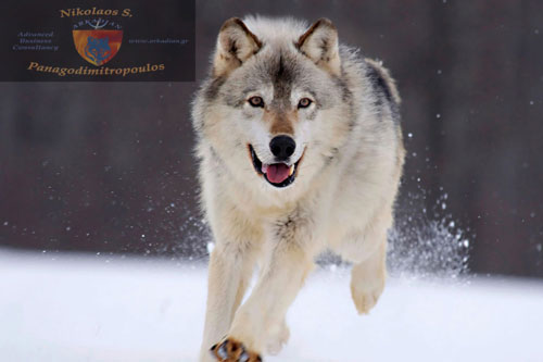 Τοτέμ της Δύναμης